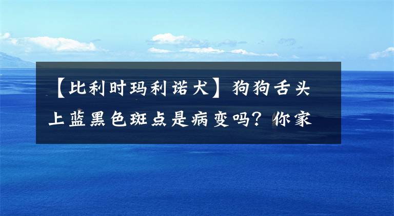 【比利时玛利诺犬】狗狗舌头上蓝黑色斑点是病变吗？你家狗狗舌头上是否也有？