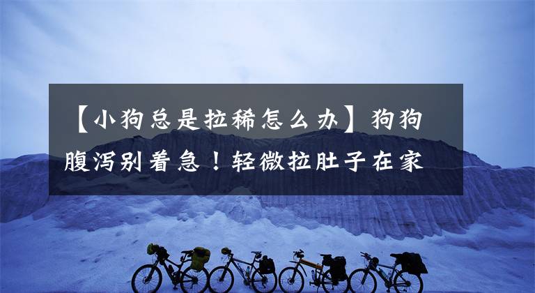 【小狗总是拉稀怎么办】狗狗腹泻别着急！轻微拉肚子在家就能治，严重的才看医生