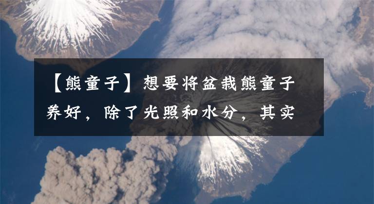 【熊童子】想要将盆栽熊童子养好，除了光照和水分，其实温度才是关键