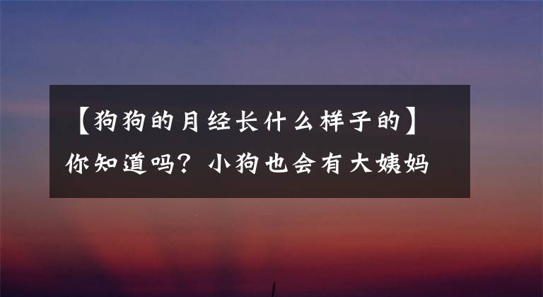 【狗狗的月经长什么样子的】你知道吗？小狗也会有大姨妈的。