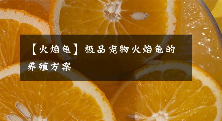 【火焰龟】极品宠物火焰龟的养殖方案