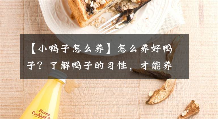 【小鸭子怎么养】怎么养好鸭子？了解鸭子的习性，才能养好鸭！鸭生产、育肥更轻松