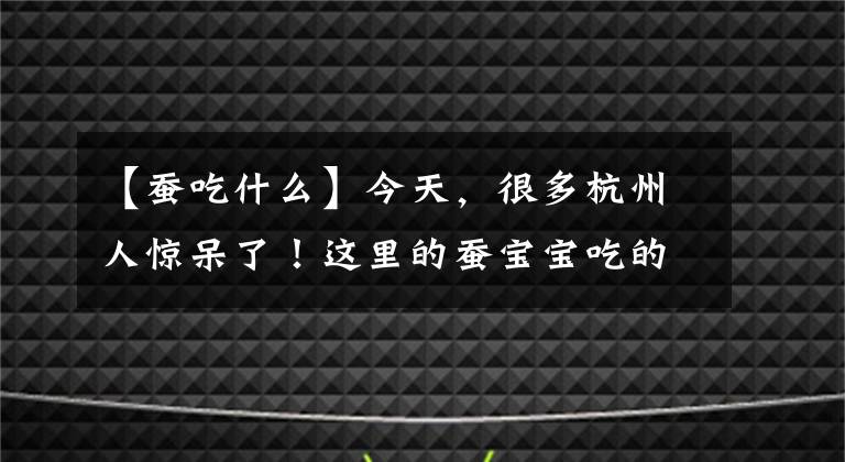 【蚕吃什么】今天，很多杭州人惊呆了！这里的蚕宝宝吃的居然不是桑叶，而是...