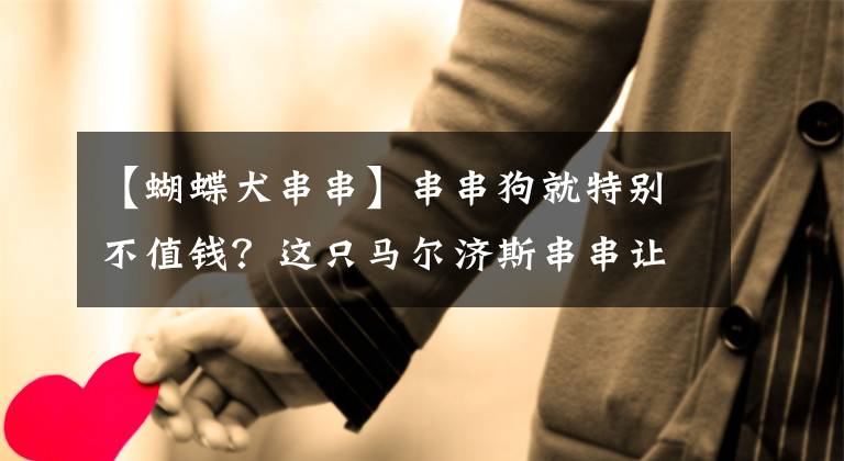 【蝴蝶犬串串】串串狗就特别不值钱？这只马尔济斯串串让见过它的人都走不动道儿