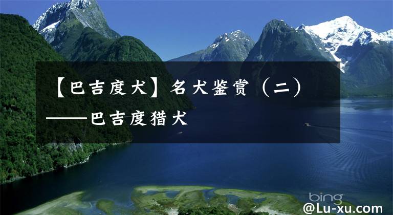 【巴吉度犬】名犬鉴赏（二）——巴吉度猎犬