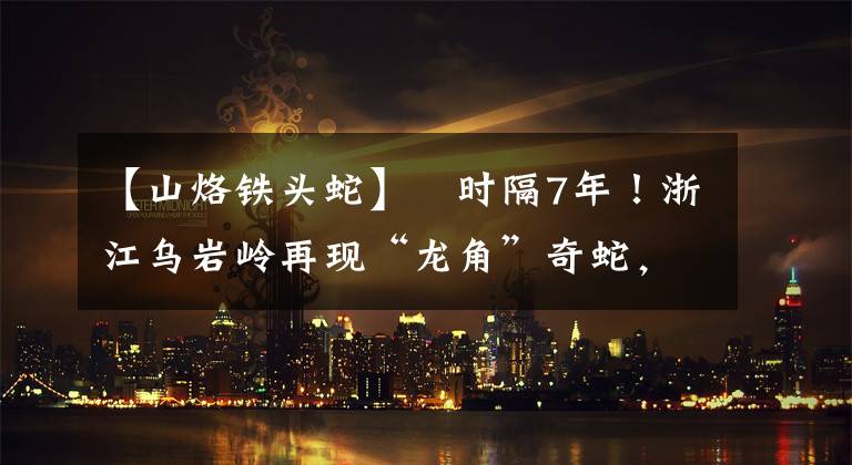 【山烙铁头蛇】​时隔7年！浙江乌岩岭再现“龙角”奇蛇，角烙铁稀有，有剧毒