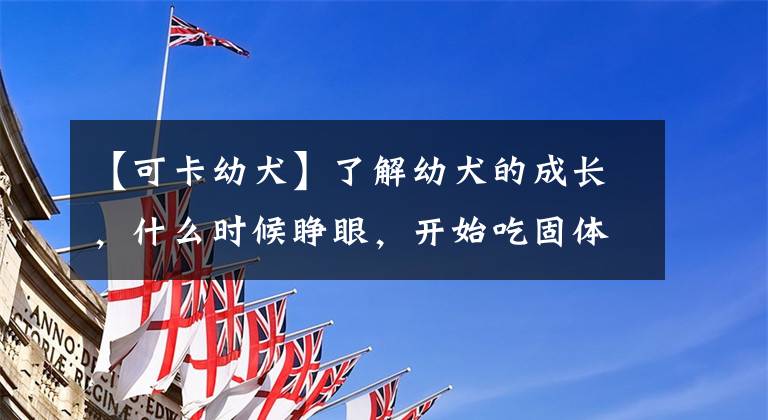 【可卡幼犬】了解幼犬的成长，什么时候睁眼，开始吃固体食物，可以离开母犬？