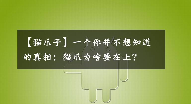 【猫爪子】一个你并不想知道的真相：猫爪为啥要在上？
