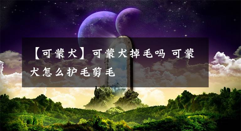 【可蒙犬】可蒙犬掉毛吗 可蒙犬怎么护毛剪毛