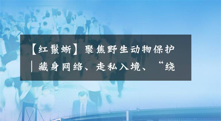 【红鬣蜥】聚焦野生动物保护｜藏身网络、走私入境、“绕道”寄递……这些人打着“异宠”幌子非法买卖野生动物