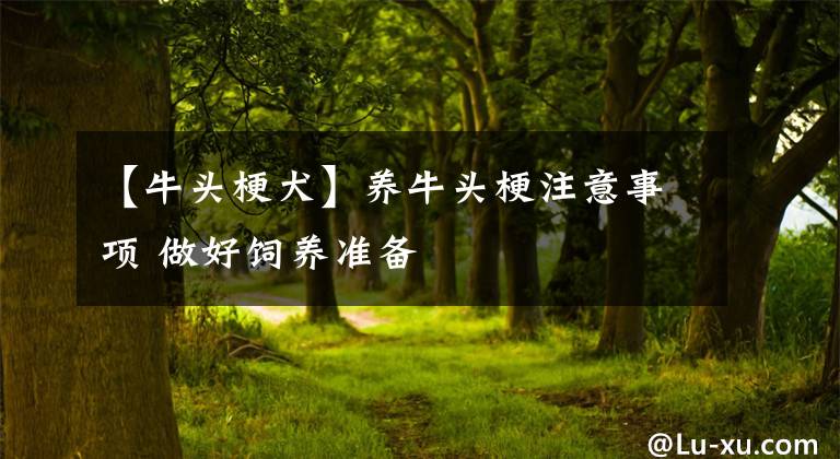 【牛头梗犬】养牛头梗注意事项 做好饲养准备