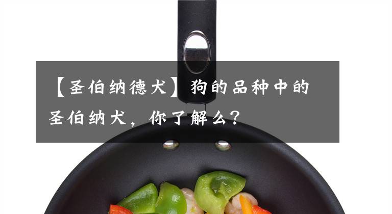 【圣伯纳德犬】狗的品种中的圣伯纳犬，你了解么？