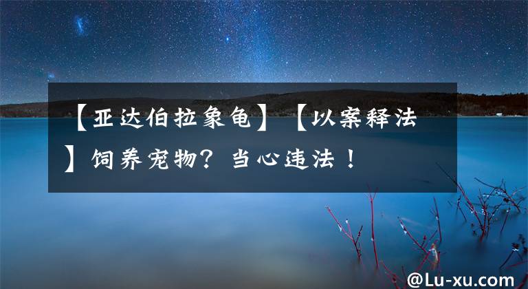 【亚达伯拉象龟】【以案释法】饲养宠物？当心违法！