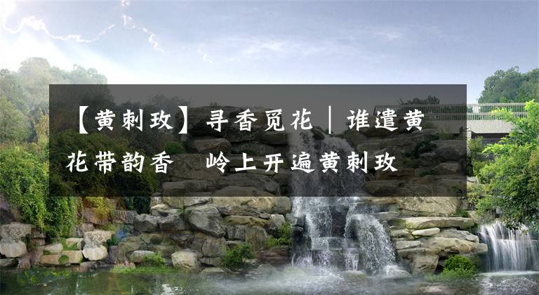 【黄刺玫】寻香觅花｜谁遣黄花带韵香　岭上开遍黄刺玫