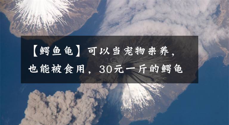 【鳄鱼龟】可以当宠物来养，也能被食用，30元一斤的鳄龟成为新宠