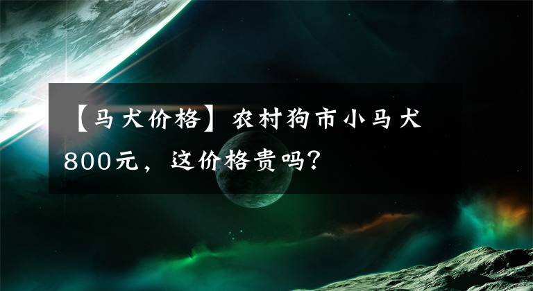 【马犬价格】农村狗市小马犬800元，这价格贵吗？