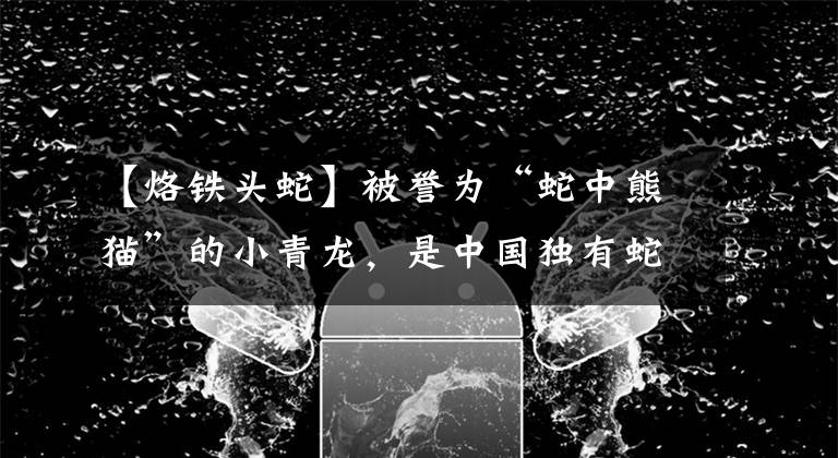 【烙铁头蛇】被誉为“蛇中熊猫”的小青龙，是中国独有蛇类，为何频频现身国外