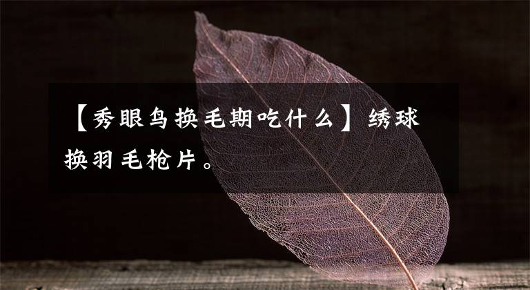 【秀眼鸟换毛期吃什么】绣球换羽毛枪片。