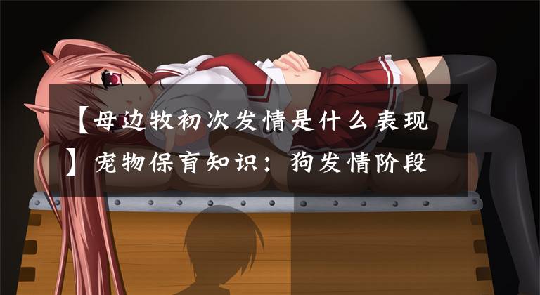 【母边牧初次发情是什么表现】宠物保育知识：狗发情阶段和发情症状