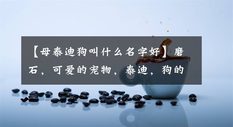 【母泰迪狗叫什么名字好】磨石，可爱的宠物，泰迪，狗的名字，小粘人-可爱的一点。