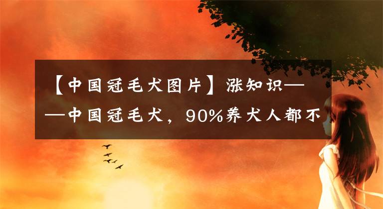 【中国冠毛犬图片】涨知识——中国冠毛犬，90%养犬人都不太懂的犬种！你造吗？