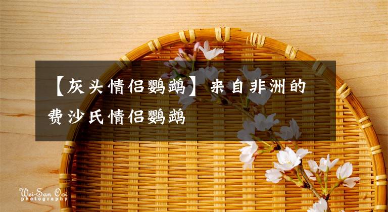 【灰头情侣鹦鹉】来自非洲的费沙氏情侣鹦鹉
