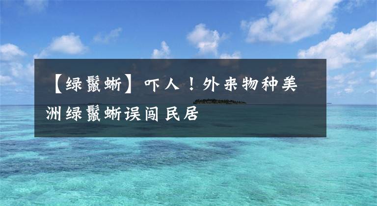 【绿鬣蜥】吓人！外来物种美洲绿鬣蜥误闯民居