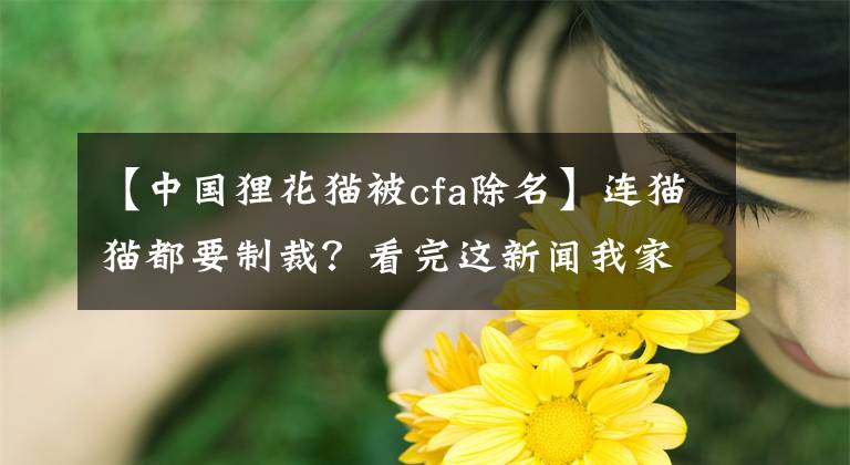 【中国狸花猫被cfa除名】连猫猫都要制裁？看完这新闻我家猫都坐不住了