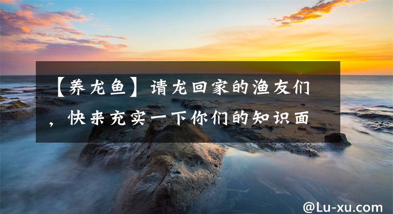 【养龙鱼】请龙回家的渔友们，快来充实一下你们的知识面，龙鱼的养殖篇