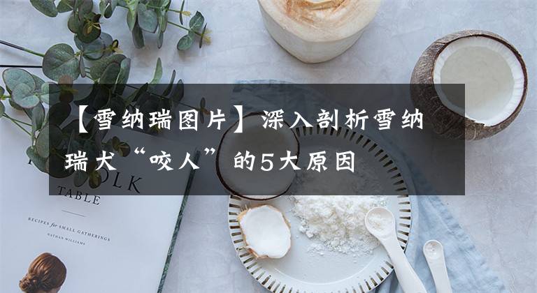 【雪纳瑞图片】深入剖析雪纳瑞犬“咬人”的5大原因