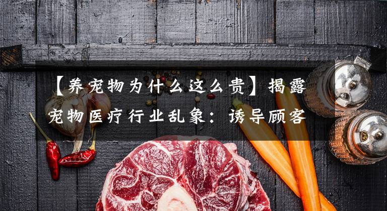 【养宠物为什么这么贵】揭露宠物医疗行业乱象：诱导顾客消费高额项目，猫狗看病比人贵