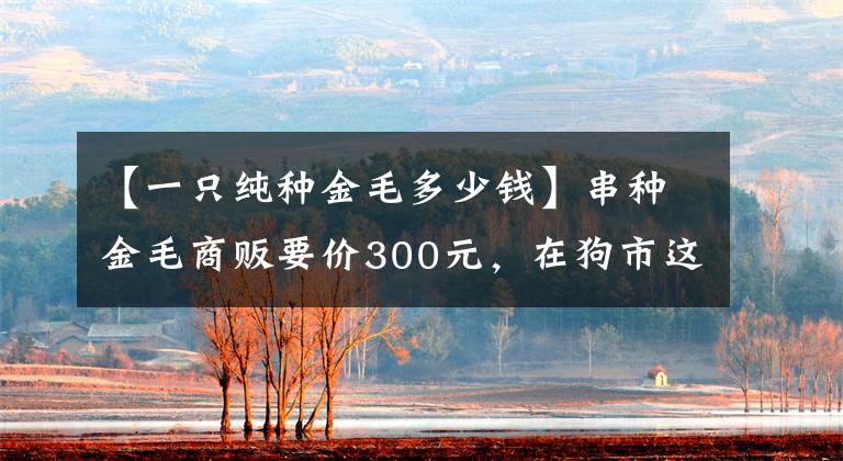【一只纯种金毛多少钱】串种金毛商贩要价300元，在狗市这个价格虚高了一些！