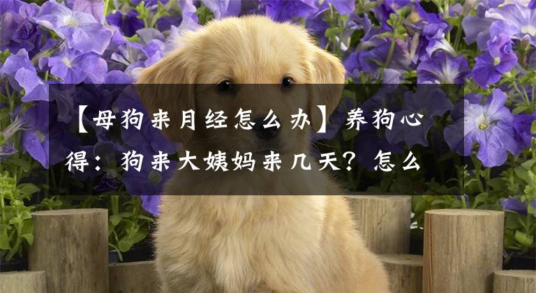 【母狗来月经怎么办】养狗心得：狗来大姨妈来几天？怎么处理？