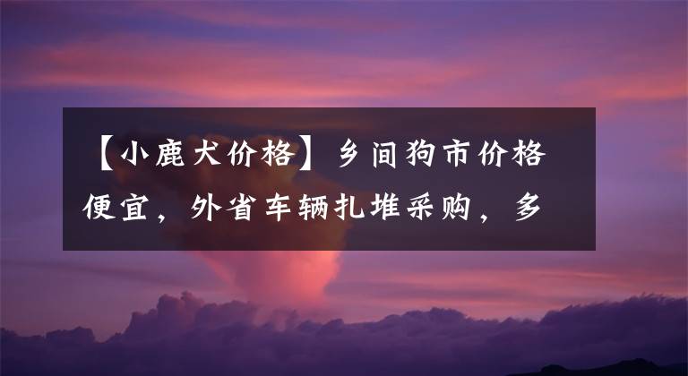 【小鹿犬价格】乡间狗市价格便宜，外省车辆扎堆采购，多只稀罕物无人敢要