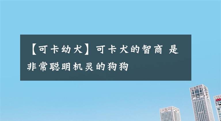 【可卡幼犬】可卡犬的智商 是非常聪明机灵的狗狗