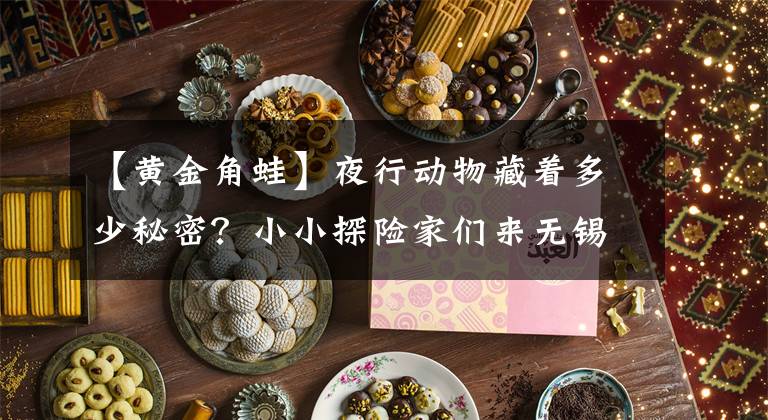 【黄金角蛙】夜行动物藏着多少秘密？小小探险家们来无锡动物园解惑