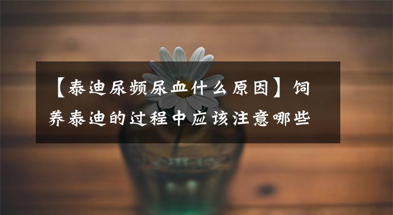 【泰迪尿频尿血什么原因】饲养泰迪的过程中应该注意哪些问题呢？今天给大家汇总一下！