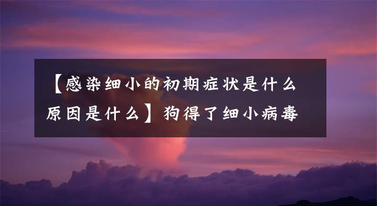 【感染细小的初期症状是什么原因是什么】狗得了细小病毒会出现什么症状？