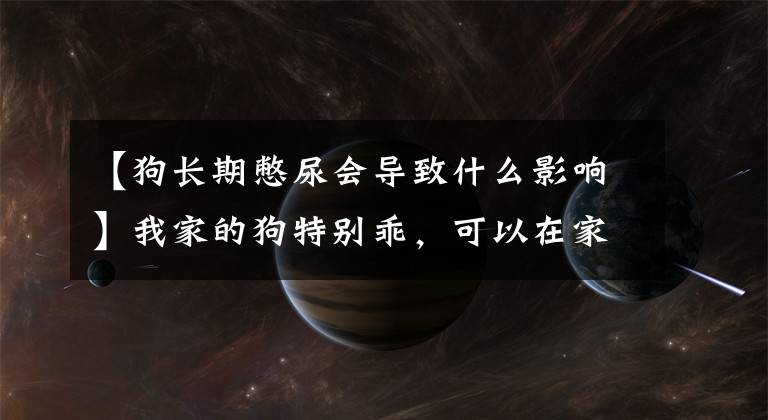 【狗长期憋尿会导致什么影响】我家的狗特别乖，可以在家憋尿一整天！兽医告诉你最好不要这样做