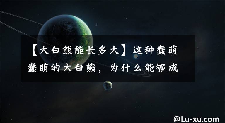 【大白熊能长多大】这种蠢萌蠢萌的大白熊，为什么能够成为熊类最强存在？