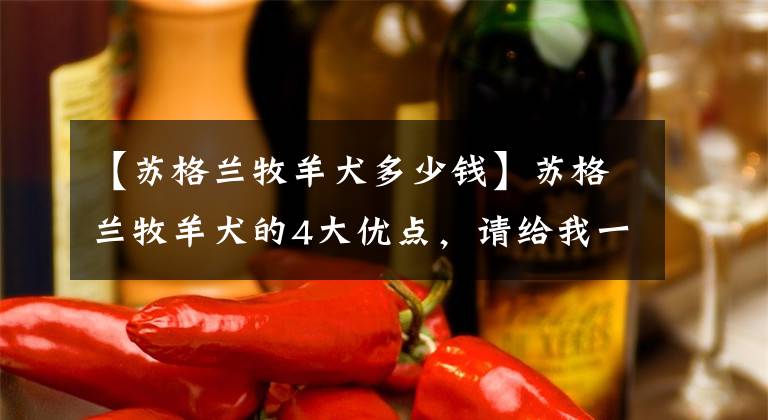 【苏格兰牧羊犬多少钱】苏格兰牧羊犬的4大优点，请给我一个不养它的理由
