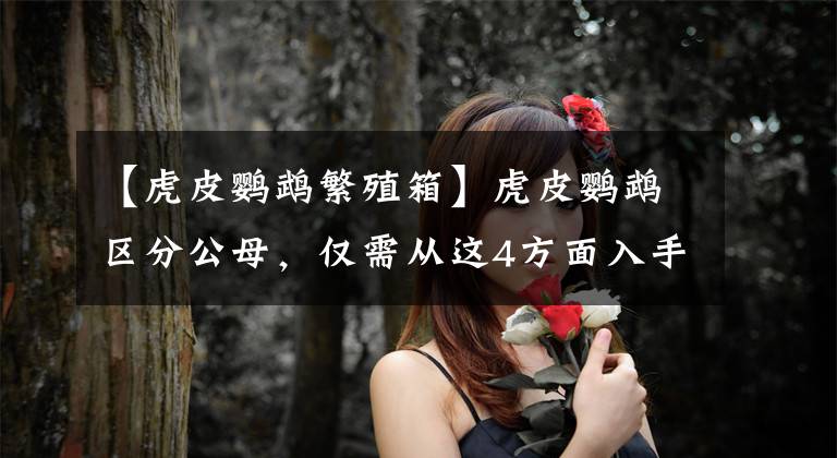 【虎皮鹦鹉繁殖箱】虎皮鹦鹉区分公母，仅需从这4方面入手，轻松掌握分辨公母的方法