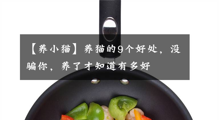 【养小猫】养猫的9个好处，没骗你，养了才知道有多好