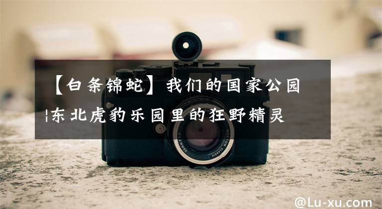 【白条锦蛇】我们的国家公园|东北虎豹乐园里的狂野精灵