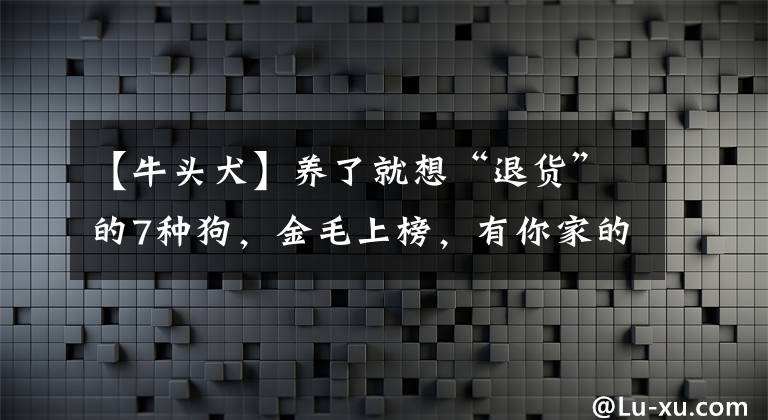 【牛头犬】养了就想“退货”的7种狗，金毛上榜，有你家的吗？