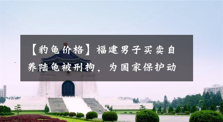 【豹龟价格】福建男子买卖自养陆龟被刑拘，为国家保护动物，误养会怎么样？