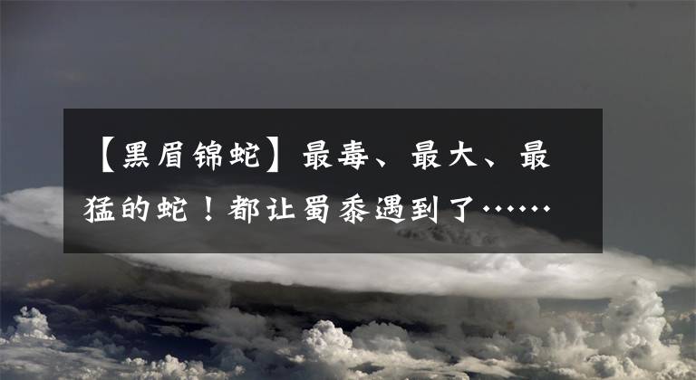 【黑眉锦蛇】最毒、最大、最猛的蛇！都让蜀黍遇到了……