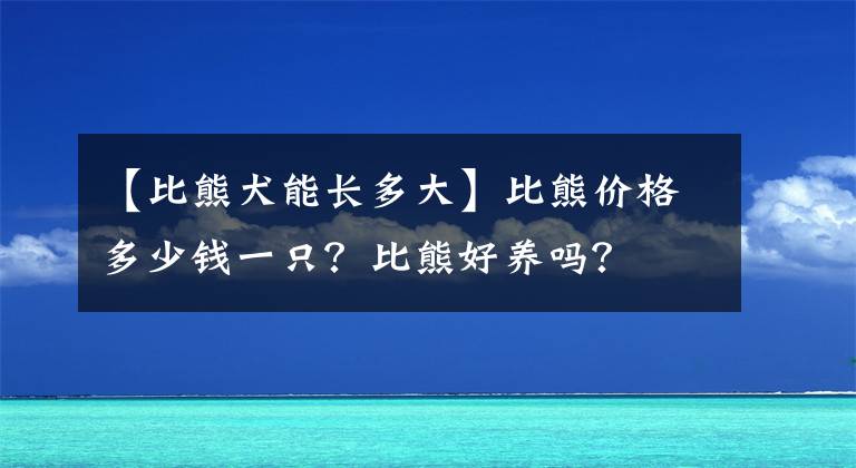 【比熊犬能长多大】比熊价格多少钱一只？比熊好养吗？