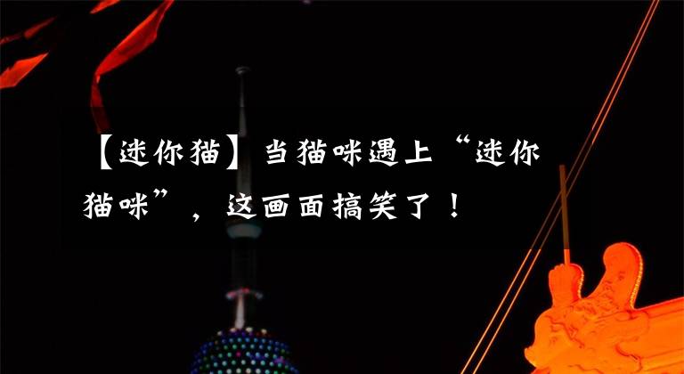 【迷你猫】当猫咪遇上“迷你猫咪”，这画面搞笑了！