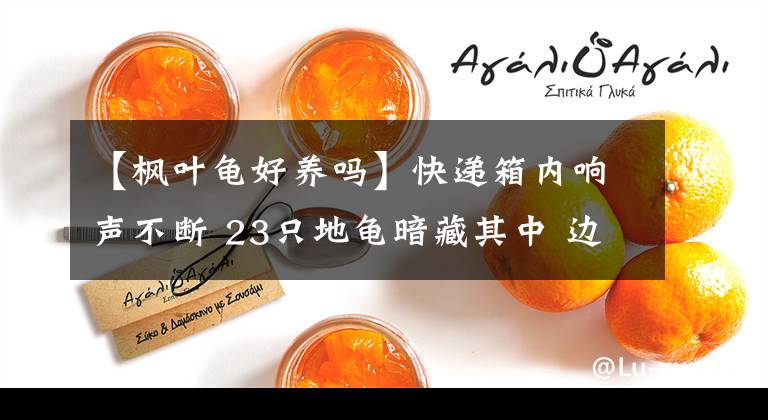【枫叶龟好养吗】快递箱内响声不断 23只地龟暗藏其中 边境派出所民警及时查获